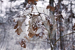 Oak leaves in snow in winter forest