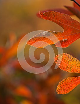 Oak leaves on soft autumn colored background