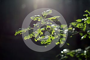 Oak leaves in the spring sunshine