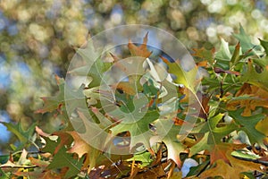 Oak leaves on a tree with blurr photo