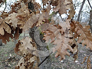 Oak leaves on a tree in winter close-up