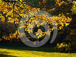 Oak leaves under the blinding sun