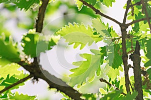 Oak leaves with veins illuminated by morning sun. The tree is famous for its strong and dense wood. Early spring nature and