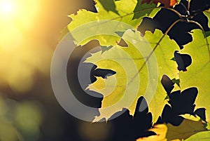 Oak leaves and warm sunlight