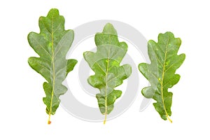 Oak leaves