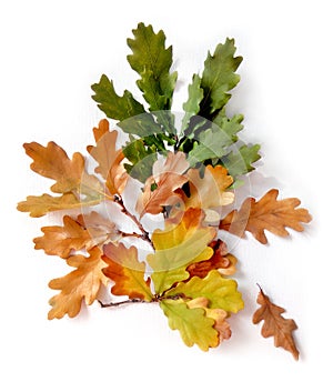 Oak leaves on white isolated background.