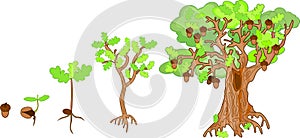 Oak life cycle. Plant growin from acorn to mature oak tree