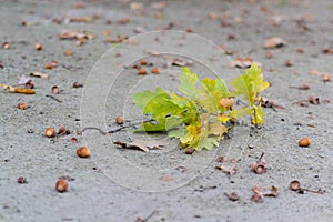 Oak limb