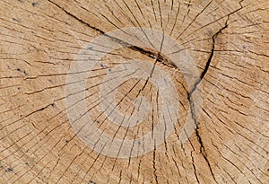 Oak Log Cross Section with Cracks