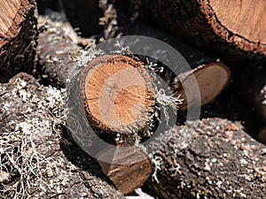 Oak log cut for firewood and covered with lichens