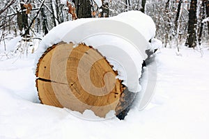 Oak log under snow