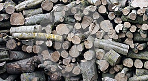 Oak logs piled up