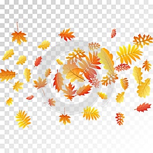 Oak, maple, wild ash rowan leaves , autumn foliage on tran