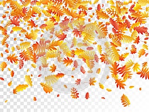 Oak, maple, wild ash rowan leaves vector, autumn foliage on transparent background