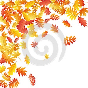 Oak, maple, wild ash rowan leaves vector, autumn foliage on white background.