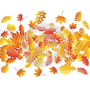 Oak, maple, wild ash rowan leaves vector, autumn foliage on white background