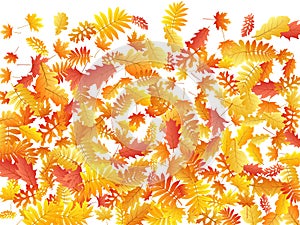 Oak, maple, wild ash rowan leaves vector, autumn foliage on white background.