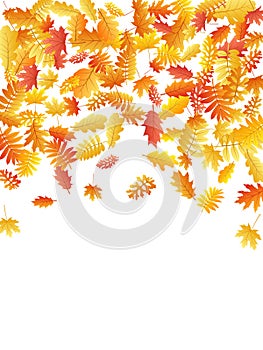 Oak, maple, wild ash rowan leaves vector, autumn foliage on white background