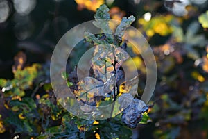 Oak mildew