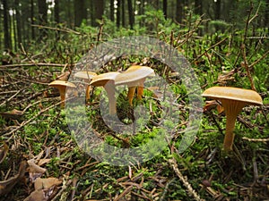 Oak milkcap Eichen Milchling on the forest ground photo