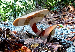 Oak Milkcap, Lactarius quietus, mushroom under an oak tree photo