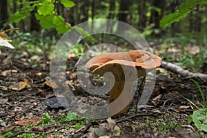 Oak milkcap mushroom photo