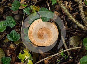 The Oak Milkcap mushroom prefers Oaks. photo