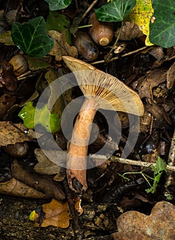 The Oak Milkcap mushroom uprooted. photo