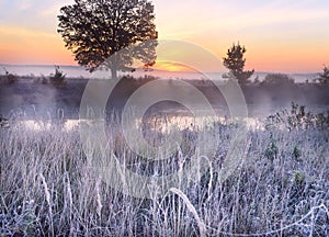 Oak in the mist among the grass in hoarfrost and a gentle frosty sunset.