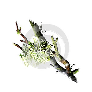 Oak moss, Evernia prunastri isolated on white background digital art illustration. Olive green species of lichen, composite