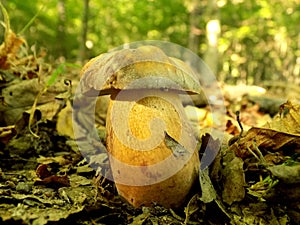 Oak mushroom