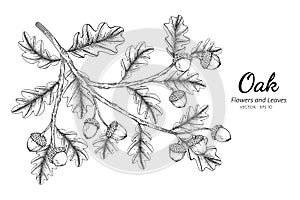 Oak nut and leaf drawing illustration with line art on white backgrounds
