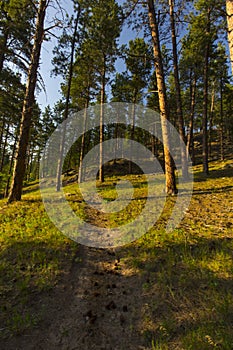 Oak Park in Summer, Whitewood, South Dakota