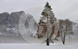 Oak and Pine in fog, Yosemite National Park