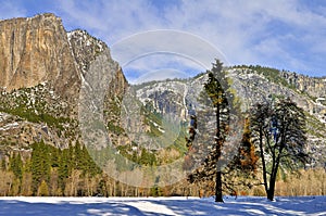 Oak and Pine, Yosemite National Park