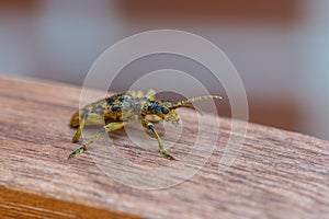 An oak pliers Rhagium sycophanta sits on a  brown wooden bench and enjoys the shade in summer