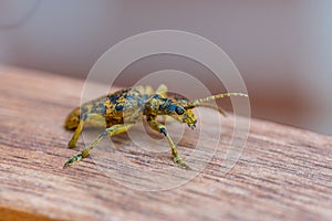 An oak pliers Rhagium sycophanta sits on a  brown wooden bench and enjoys the shade in summer