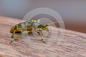 An oak pliers Rhagium sycophanta sits on a  brown wooden bench and enjoys the shade in summer