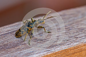 An oak pliers Rhagium sycophanta sits on a  brown wooden bench and enjoys the shade in summer