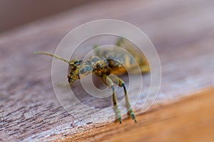 An oak pliers Rhagium sycophanta sits on a  brown wooden bench and enjoys the shade in summer