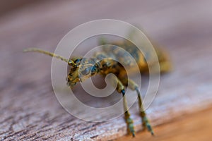 An oak pliers Rhagium sycophanta sits on a  brown wooden bench and enjoys the shade in summer