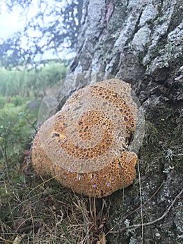 Oak polypore fungi. Oak bracket. Mushroom