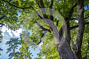 Oak, powerful strong centenary tree