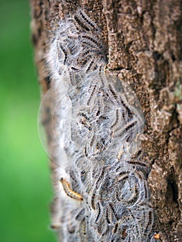 Oak Processionary caterpillar