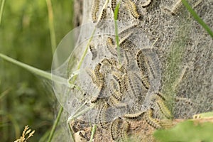 Oak processionary caterpillar nest and web in procession on an oak tree