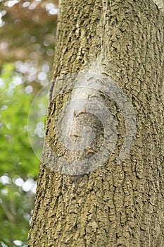Oak processionary caterpillar nest and web in procession on an oak tree