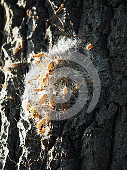 Oak processionary caterpillar
