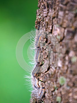 Oak processionary caterpillar on an oak tree