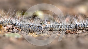 Oak processionary caterpillars