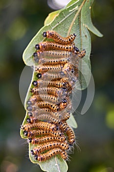 oak processionary moth